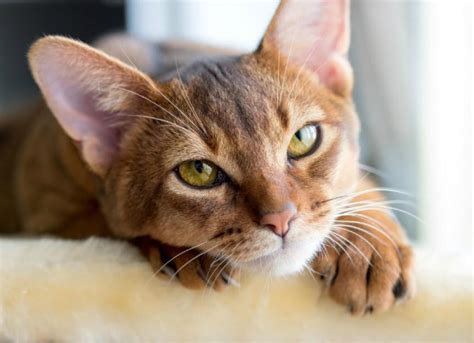 Upper Respiratory Infection (Chlamydia) in Cats | PetMD