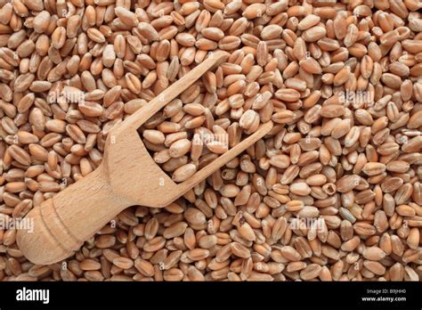 Triticum hi-res stock photography and images - Alamy