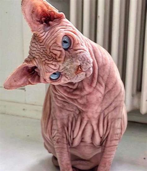 Ксердан — самый страшный кот в мире | Scary cat, Sphynx cat, Sphinx cat