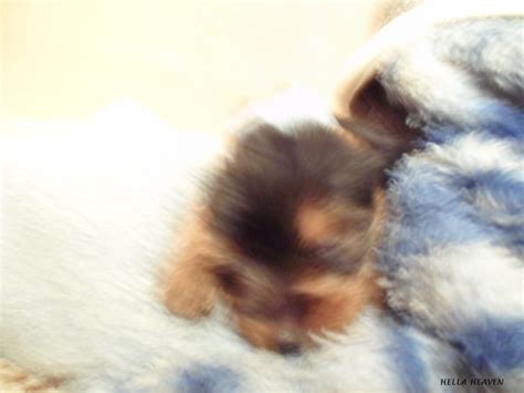 Hella Heaven: Puppy and older dog sleeping