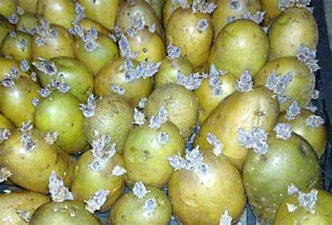 Соланин в картофеле – можно ли есть позеленевшую картошку