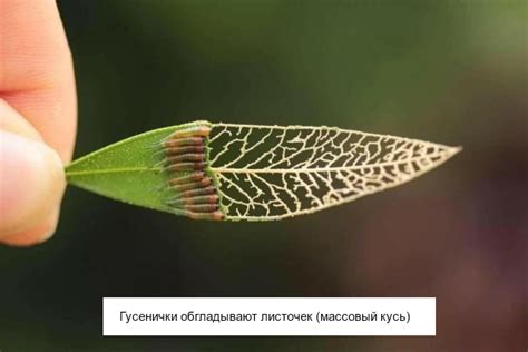 Необычные существа, которые выглядят очень странно » Приколы, юмор ...