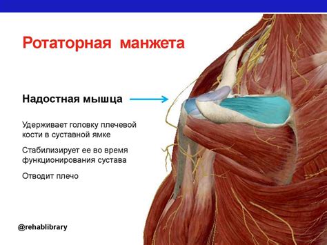 Проблемы плечевого сустава - презентация онлайн