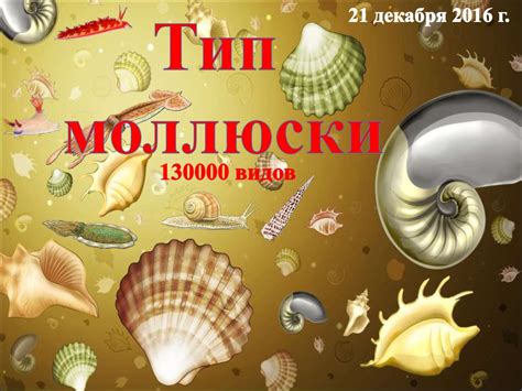 Тип моллюски. Значение моллюсков - презентация онлайн