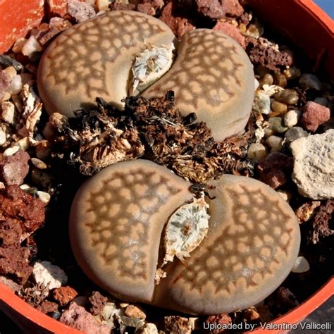 Lithops HALLII SALICOLA RETICULATA C087 — Литопс Халли Саликола ...