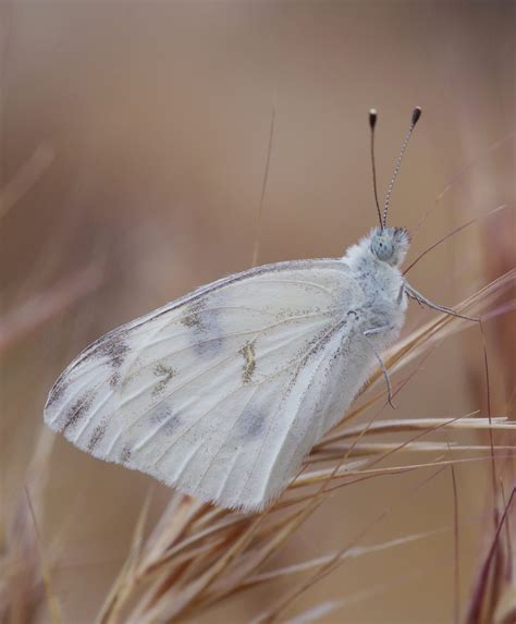 Butterflies & Moths | Sweeney Granite Mountains Desert Research Center