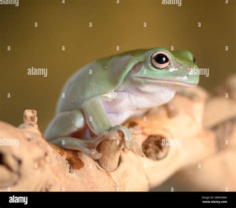green tree frog Stock Photo - Alamy