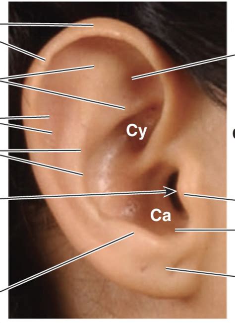 outer ear Diagram | Quizlet