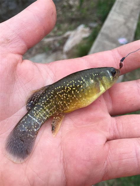 🔥 Mummichog 🔥 : r/NatureIsFuckingLit