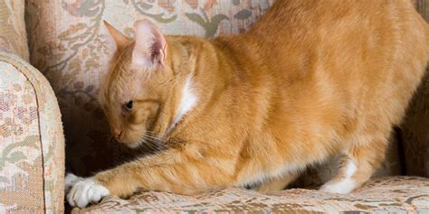 How Do I Get My Cat to Stop Scratching My Furniture? | PS Pets