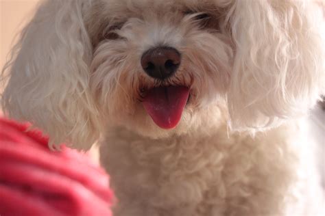 무료 이미지 : 강아지, 척골가 있는, 개 품종, 라사 어소, 캐 비어 포, 몰티즈, 비숑, Bichon Frise, 미니어처 ...