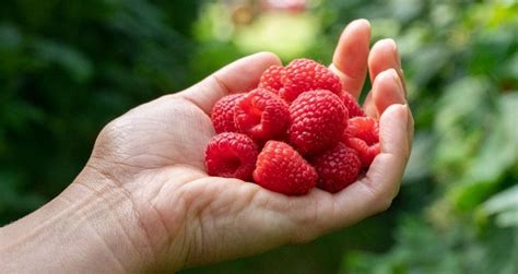Frutti di bosco, piccoli frutti, frutti rossi: qual è la terminologia ...