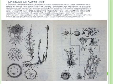 Жоғары сатыдағы споралы өсімдіктер - презентация онлайн