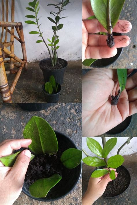 Como Fazer Mudas Da Planta Zamioculca - Zamioculca como cuidar e fazer mudas – Artofit