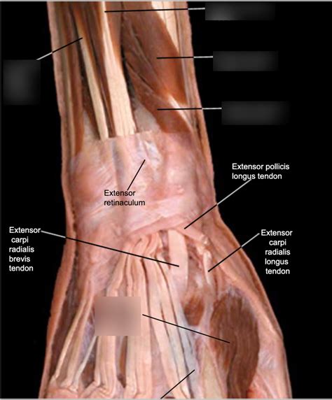 DORSUM OF THE HAND 20 Diagram | Quizlet