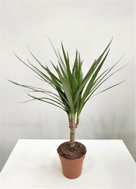 Драцена Маргината (Dracaena Marginata) - Декоративно-лиственные ...