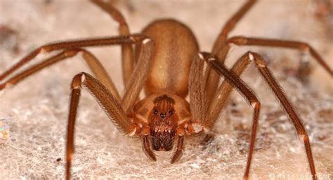 Fotos De Aranhas Marrons