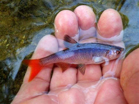 Redfin Shiner