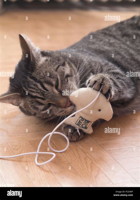 A cat playing with toys grey striped cat Stock Photo - Alamy