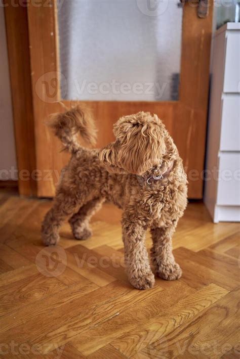 Dog Indoor Stock Photos, Images and Backgrounds for Free Download