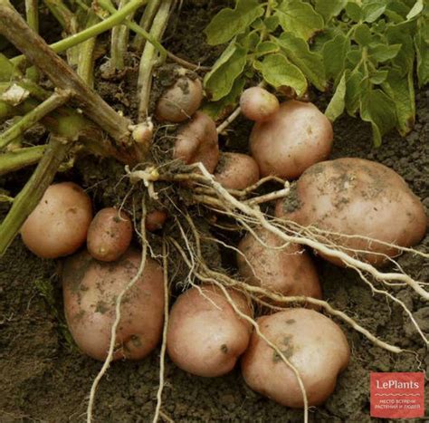 Картофель (Solanum tuberosum) — описание, выращивание, фото | на ...