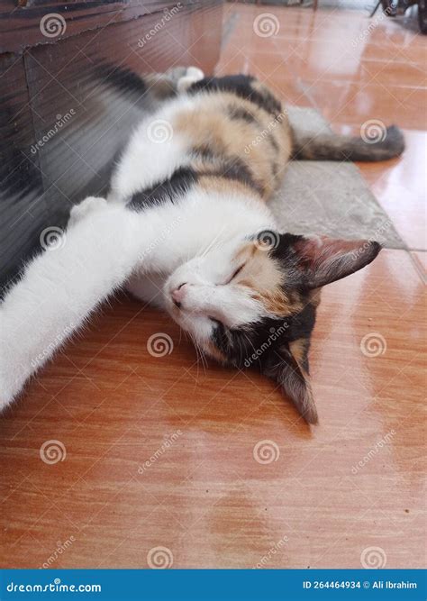 2 Adorable Triple Striped, White, Orange and Black Cat As a House Pet