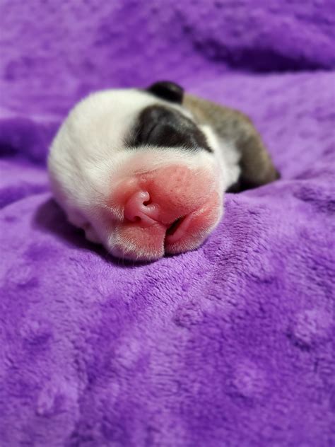 Chunky Butt Bulldogs added a new photo. - Chunky Butt Bulldogs