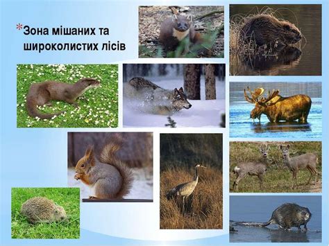 зона мішаних лісів