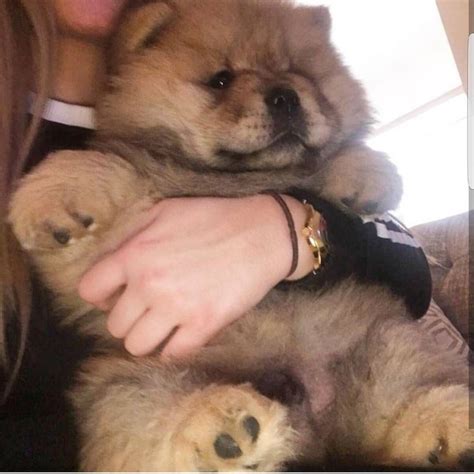 Pomeranian Teacup Cute Chow Chow Puppies - Pets Lovers