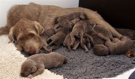 Should You Breed Your Dog? – Top Dog Tips