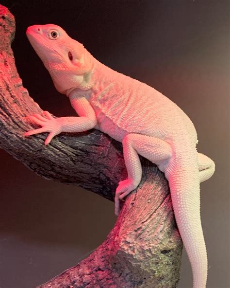 Bearded Dragon Breeder | Washington - Pinnacle Dragons
