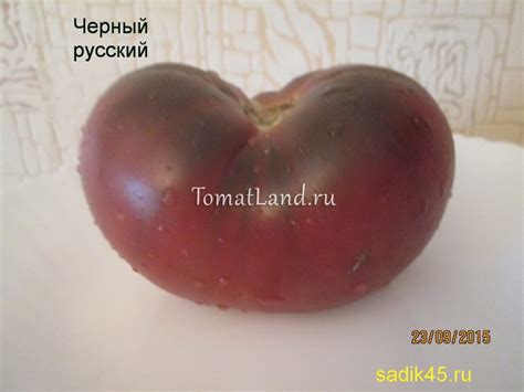 Томат Черный русский: ОТЗЫВЫ (13), фото, урожайность, описание и ...
