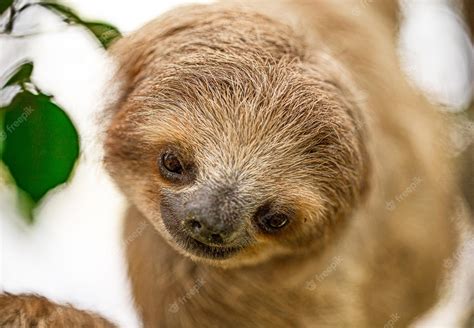 Premium Photo | Shot of pygmy three-toed sloth