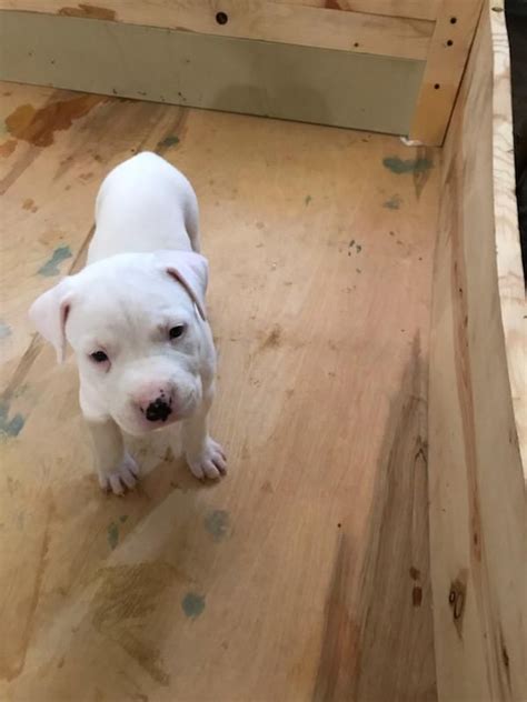 Argentine Dogo Puppies For Sale | Sacramento, CA #443717