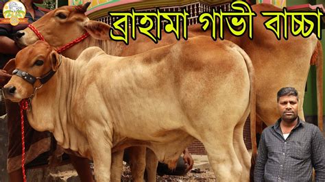 bd bd brahama gavee baccar amar kra sera vidioo prbasee ripn vaizer