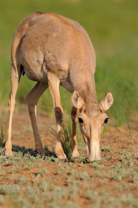 Female saiga in 2024 | Animals, Antelope, Deer