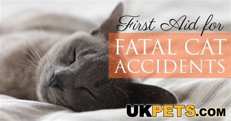 Five Deadly Cat Accidents and Their Emergency Care | UK Pets