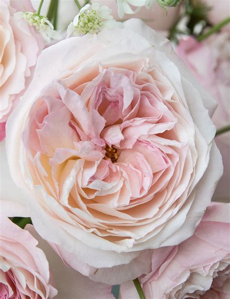 Our Roses - David Austin Wedding and Event Roses