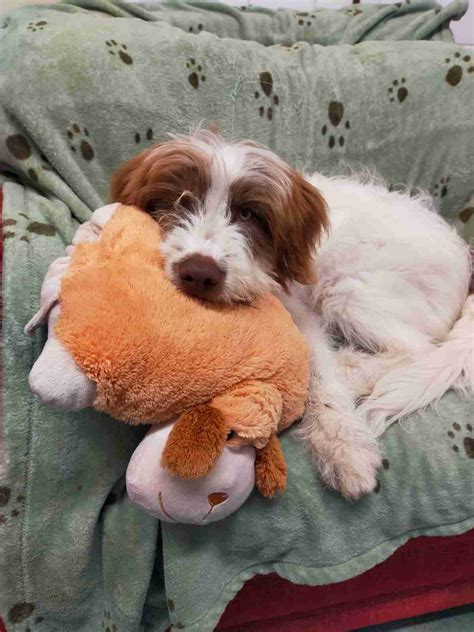 Border Collie Cross Dogs For Adoption