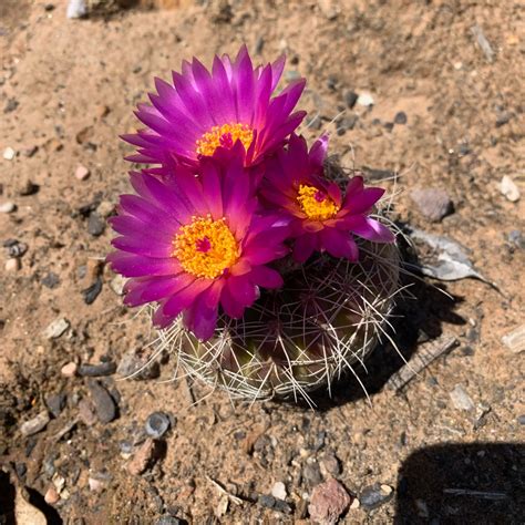 Notocactus rutilans syn. Parodia rutilans, Pink Ball Cactus in ...