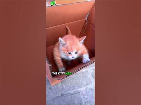 A viral A kitty with strangely huge muscles has become an internet ...