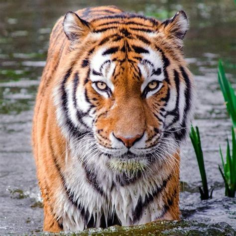 Tiger - Endangered Species - Endangered Wonders