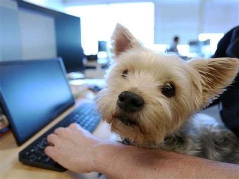Lawyer Dog