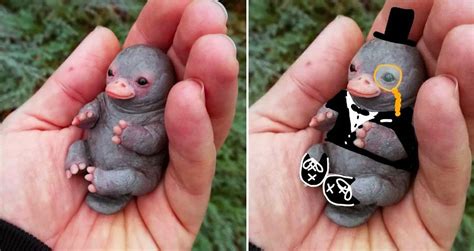 Cute platypus - zitews