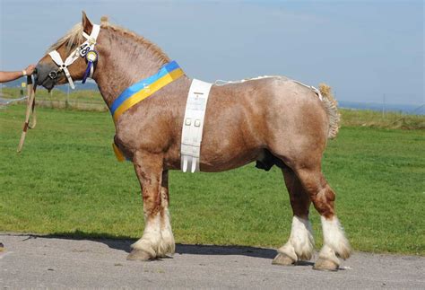Swedish Ardennes - stallion Ever Rare Horses, Big Horses, Percheron ...