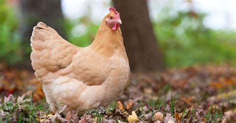 Common Chickens In Adelaide | Heritage Chooks | Walkerville Vet