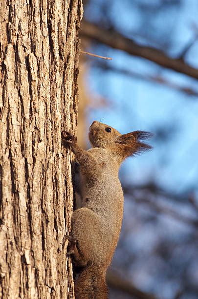 Hokkaido Squirrel Photos Stock Photos, Pictures & Royalty-Free Images ...