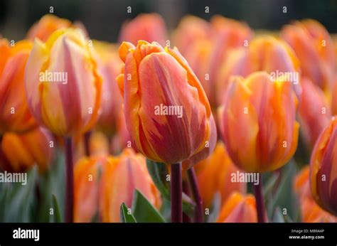 Orange and purple tulips Stock Photo - Alamy