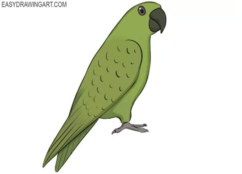 How to Draw a Parrot - Easy Drawing Art