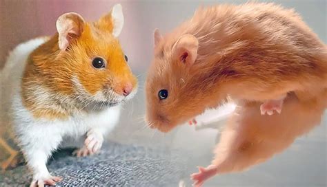 12 Surprising Hamster Facts